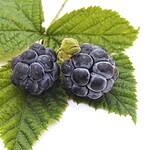 Blackberry Sage Refresher