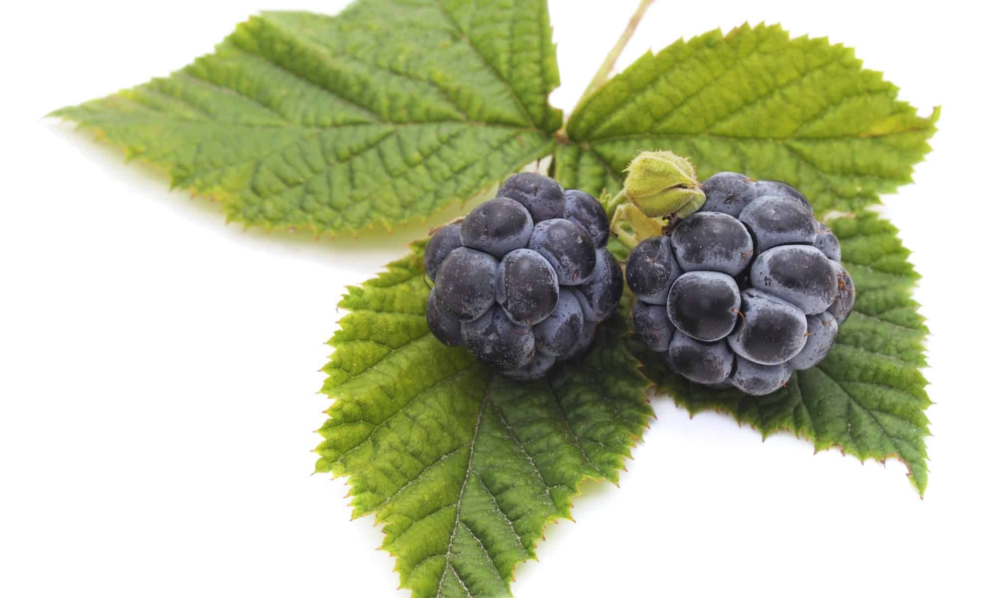 Blackberry Sage Refresher