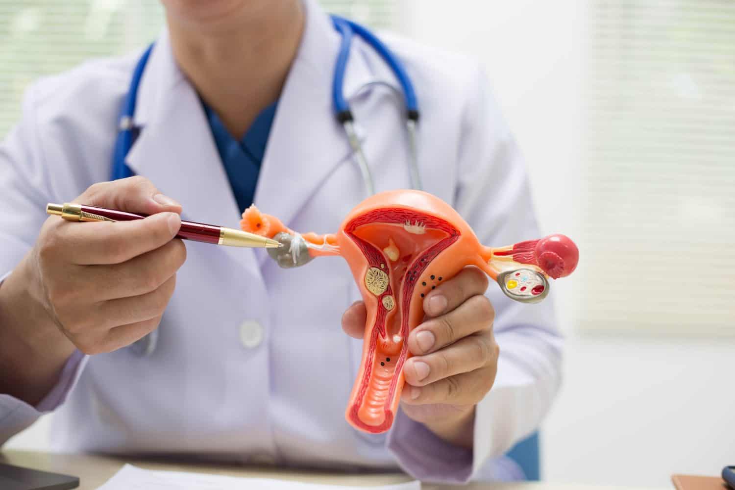 The womb, or uterus, is a female reproductive organ where a fertilized egg implants and develops into a fetus. It provides nourishment and protection during pregnancy, leading to childbirth.
