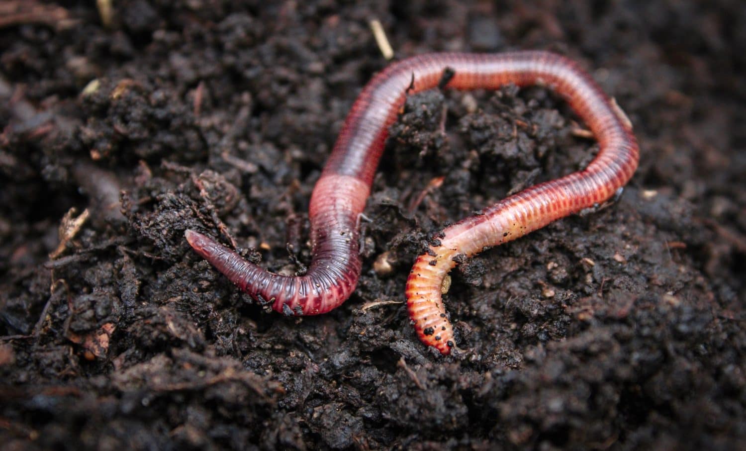One earthworm on wet dark soil.Close up