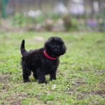 52. Affenpinscher