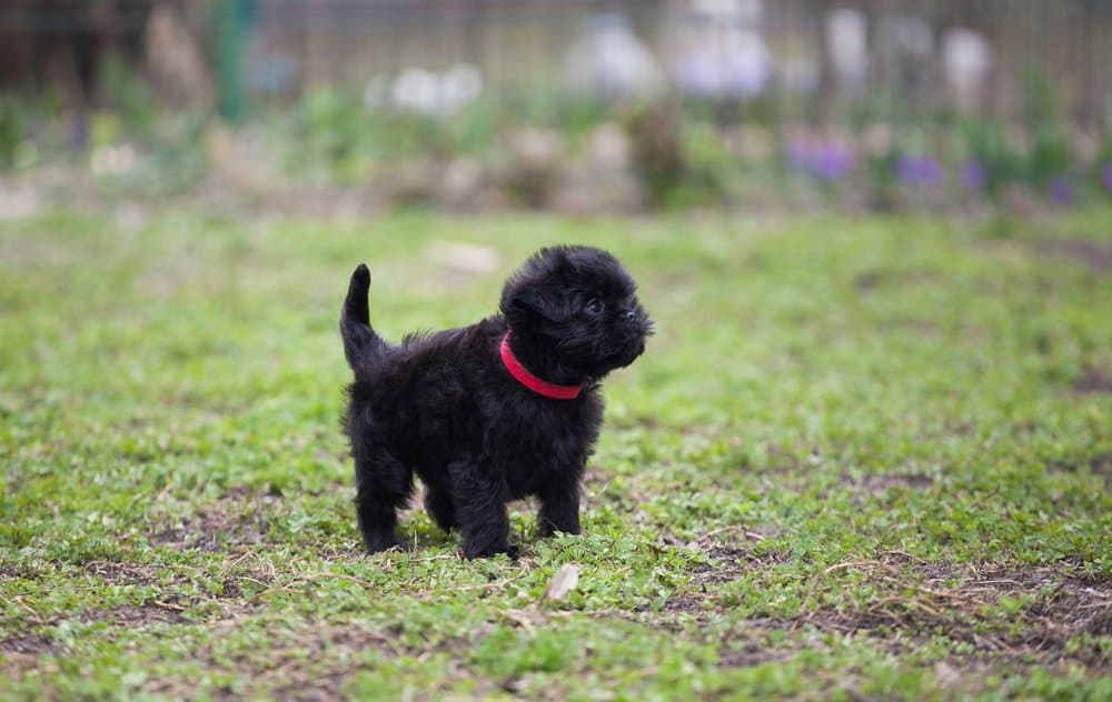 52. Affenpinscher