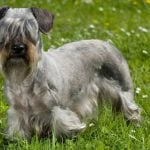 55. Cesky Terrier