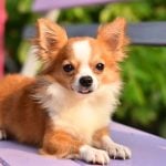 9. Chihuahua