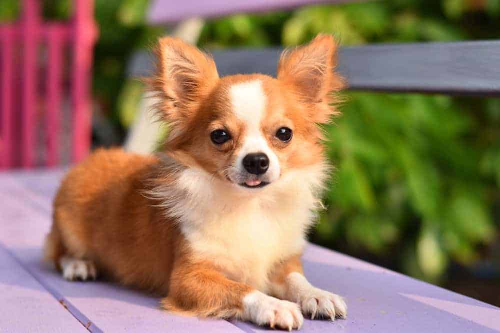 9. Chihuahua