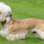 54. Dandie Dinmont Terrier