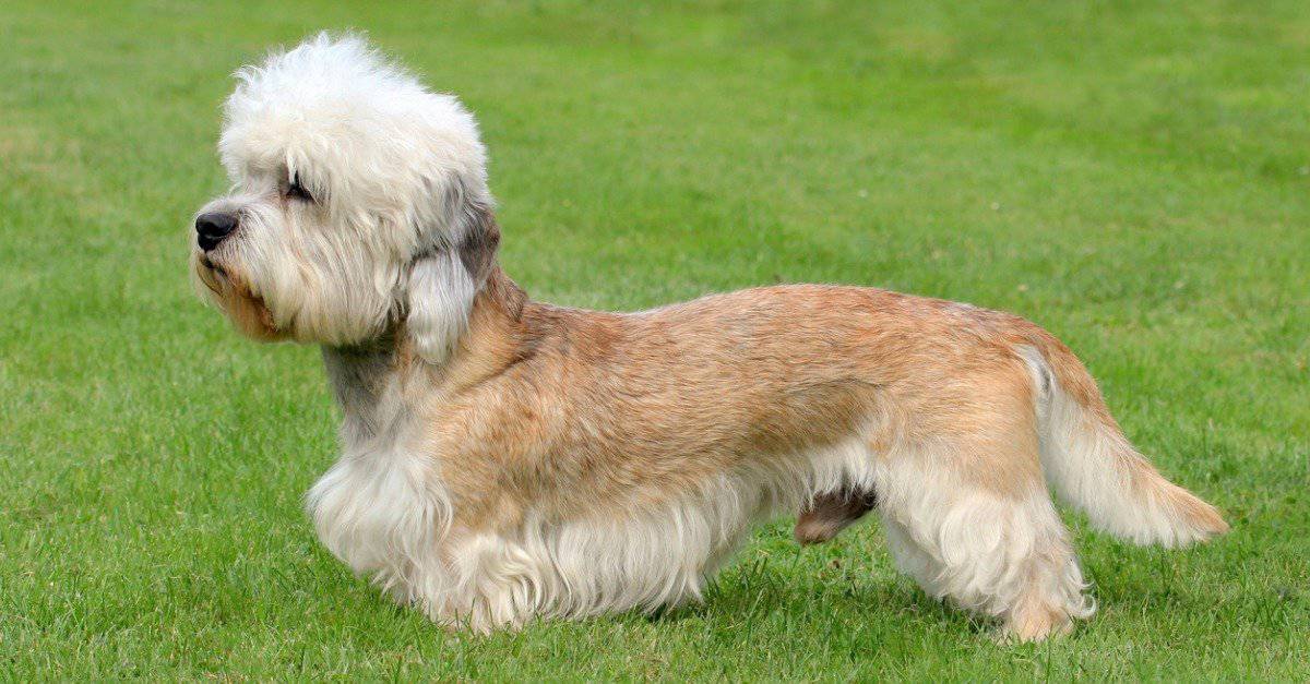 54. Dandie Dinmont Terrier