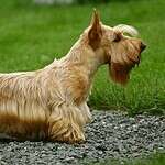 17. Scottish Terrier