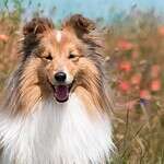 10. Shetland Sheepdog