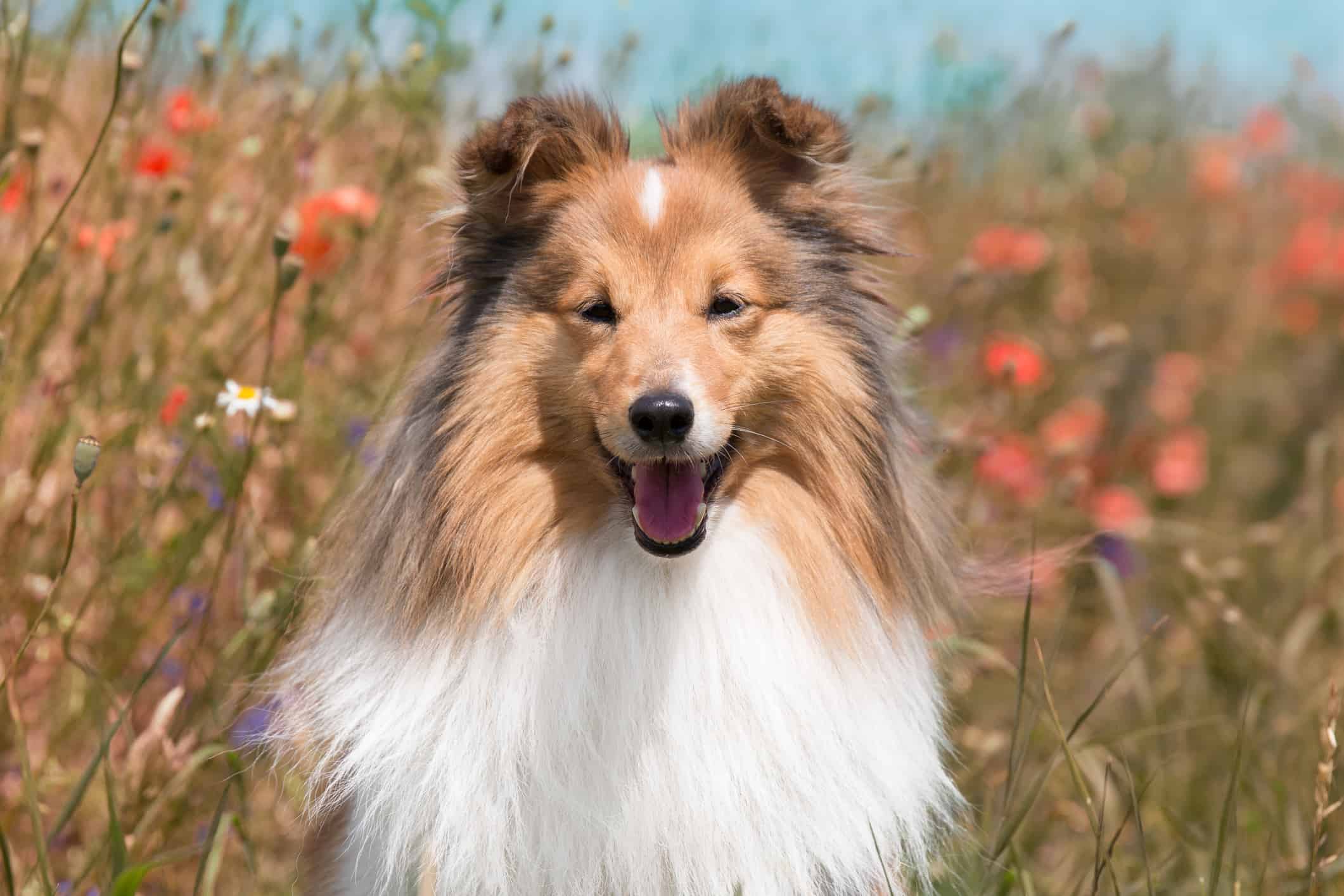 10. Shetland Sheepdog