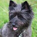 22. Cairn Terrier