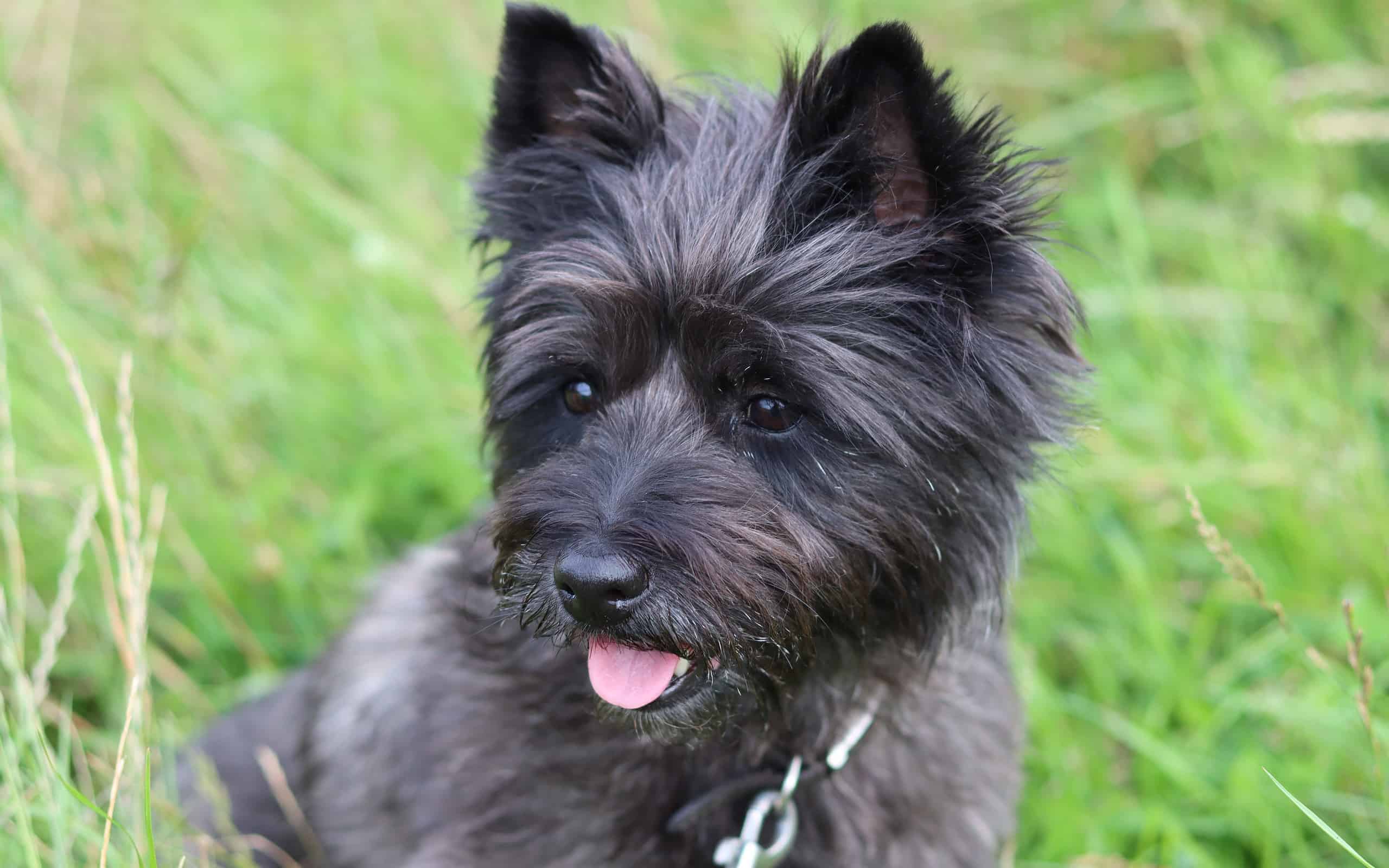22. Cairn Terrier