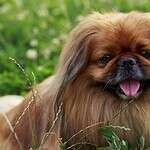 27. Pekingese