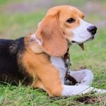 1. Beagle