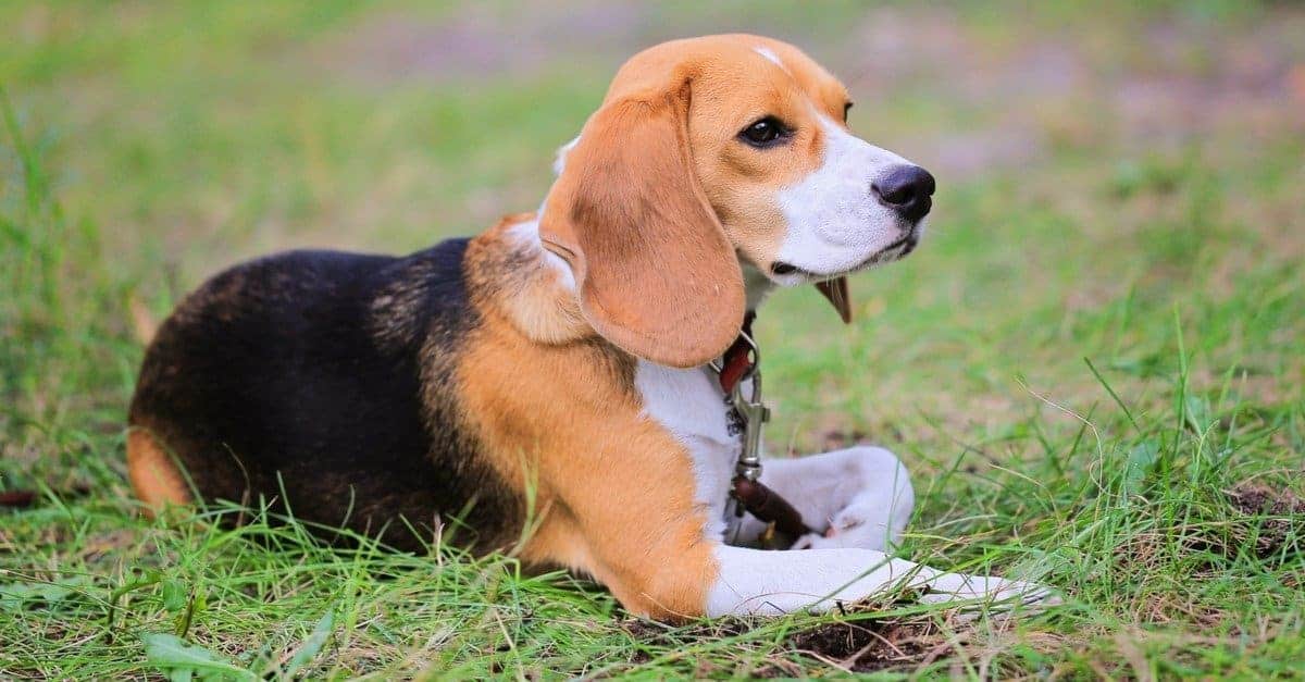 1. Beagle