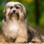 8. Havanese 