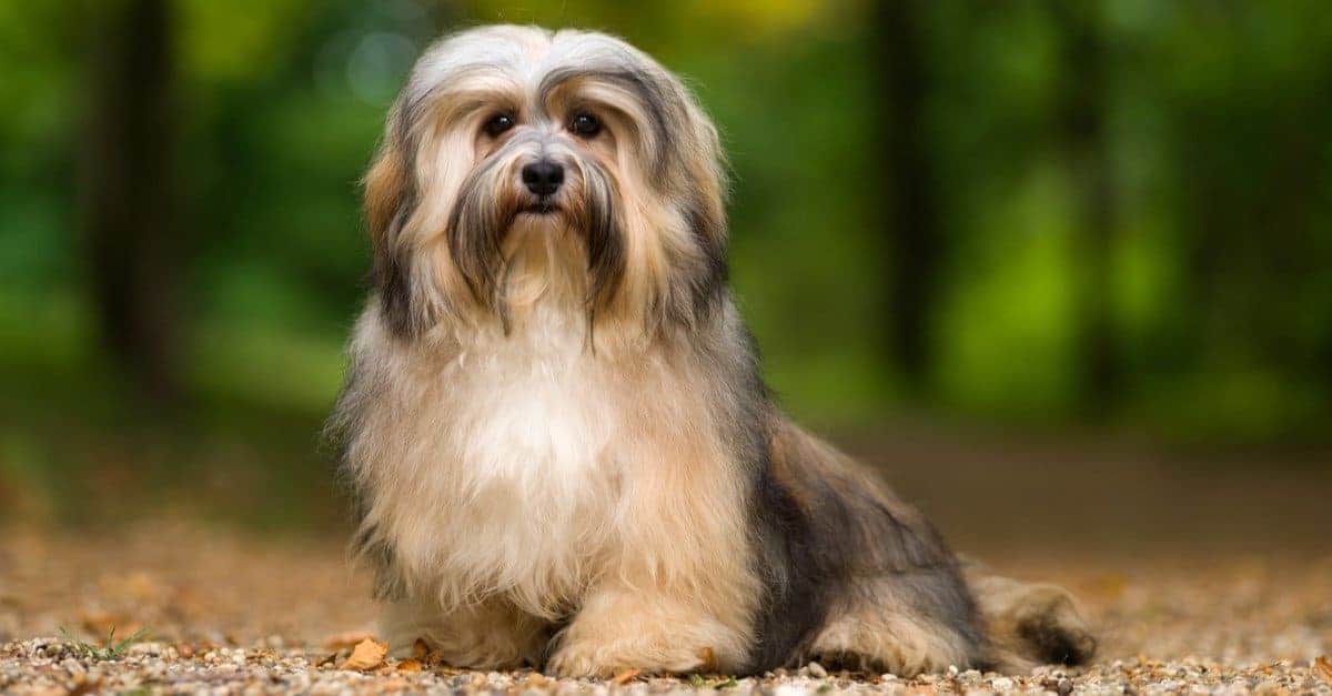 8. Havanese 