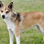 57. Norwegian Lundehund