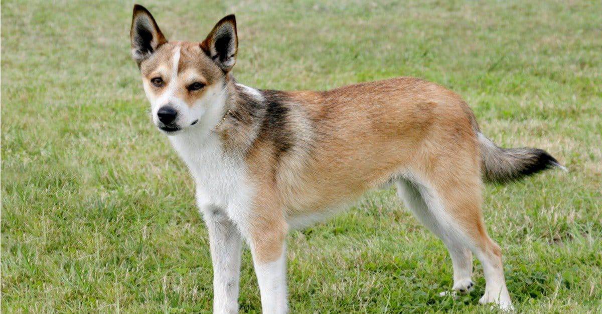 57. Norwegian Lundehund