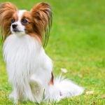 15. Papillon