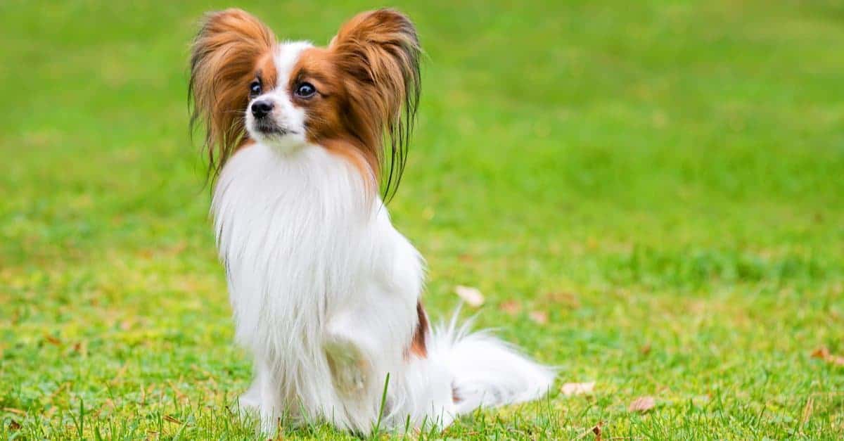15. Papillon