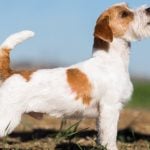 19. Russell Terrier