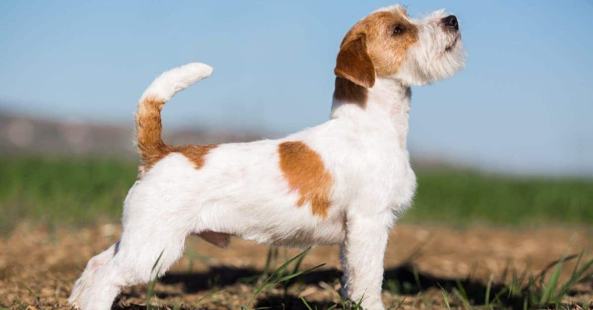 19. Russell Terrier