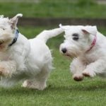 53. Sealyham Terrier