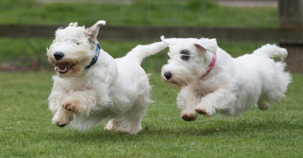 53. Sealyham Terrier