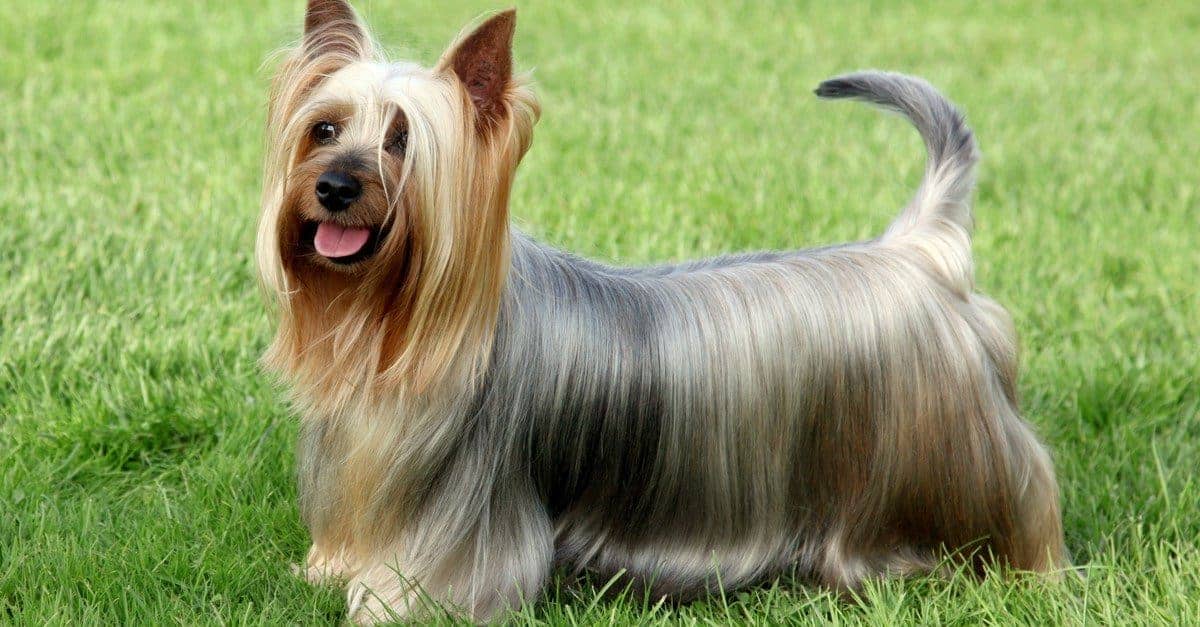 35. Silky Terrier