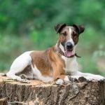 45. Smooth Fox Terrier