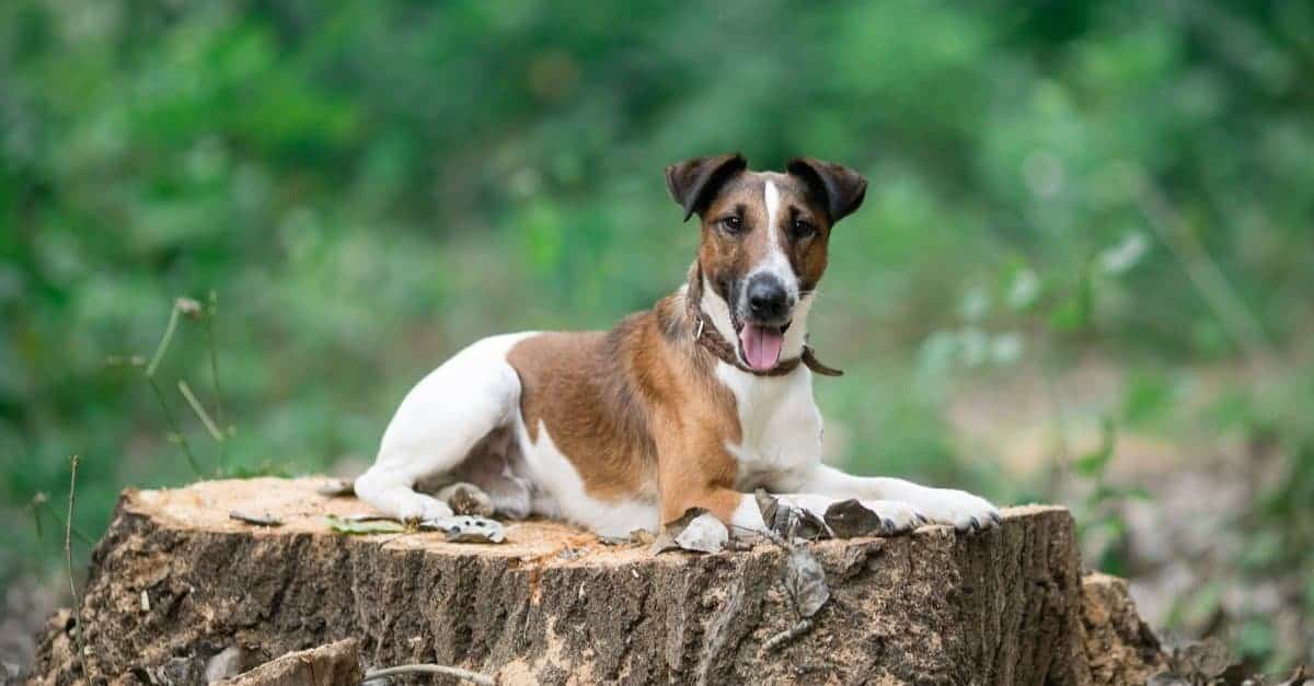 45. Smooth Fox Terrier