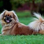 42. Tibetan Spaniel
