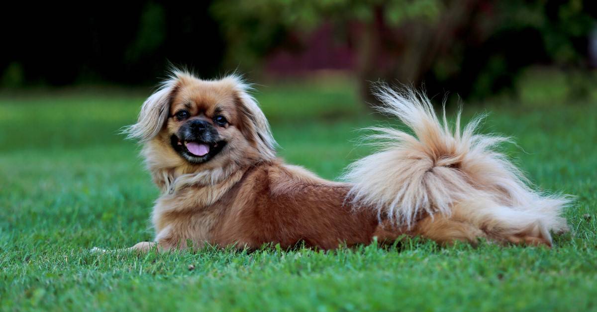 42. Tibetan Spaniel