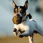 34. Toy Fox Terrier