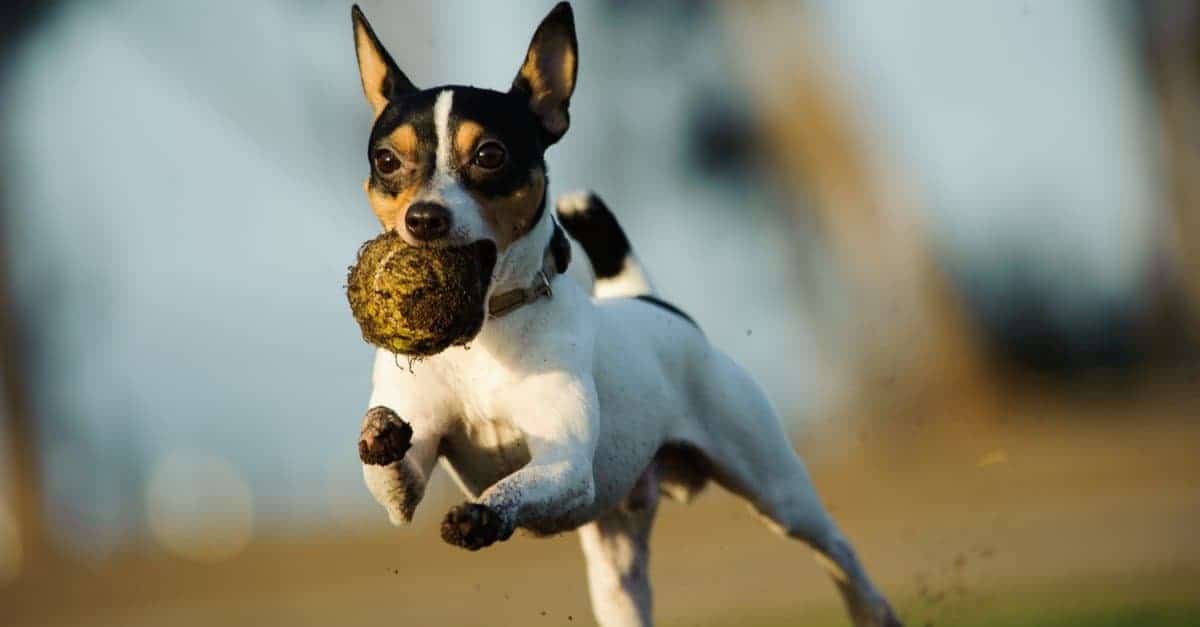 34. Toy Fox Terrier