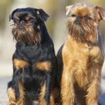 26. Brussels Griffon