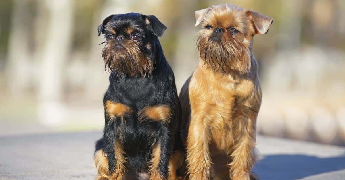 26. Brussels Griffon
