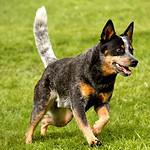 56. Lancashire Heeler