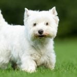 13. West Highland White Terrier