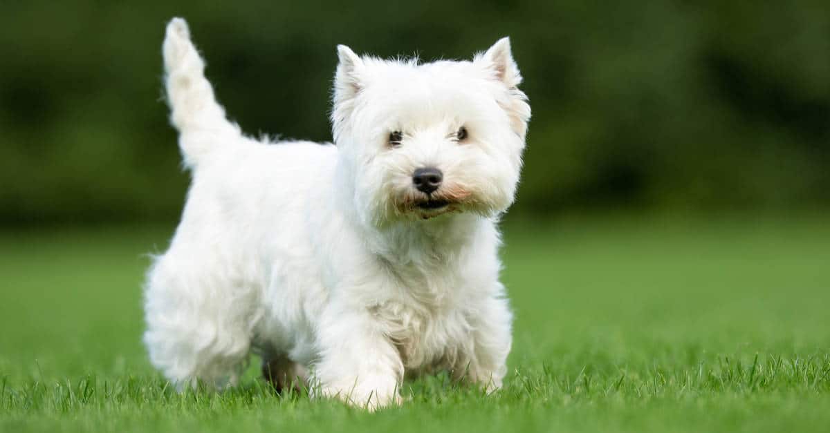 13. West Highland White Terrier