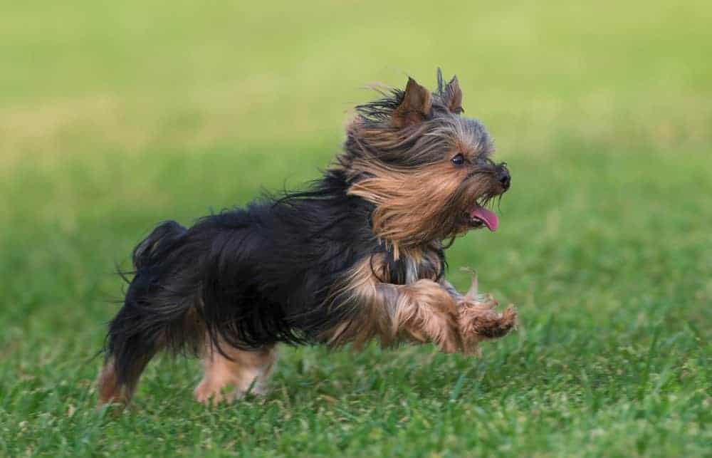 2. Yorkshire Terrier
