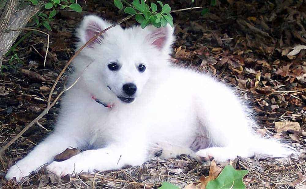 39. American Eskimo Dog (Toy & Miniature)