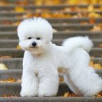 16. Bichon Frise