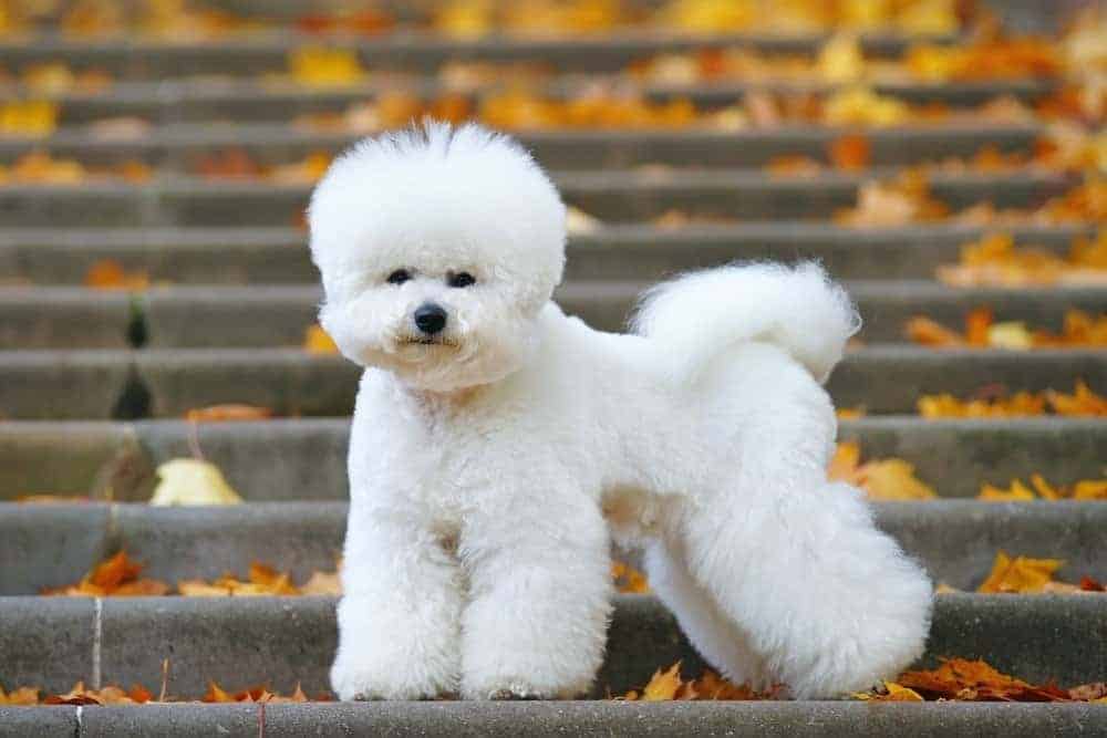 16. Bichon Frise
