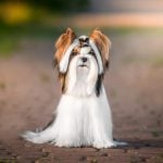 21. Biewer Terrier