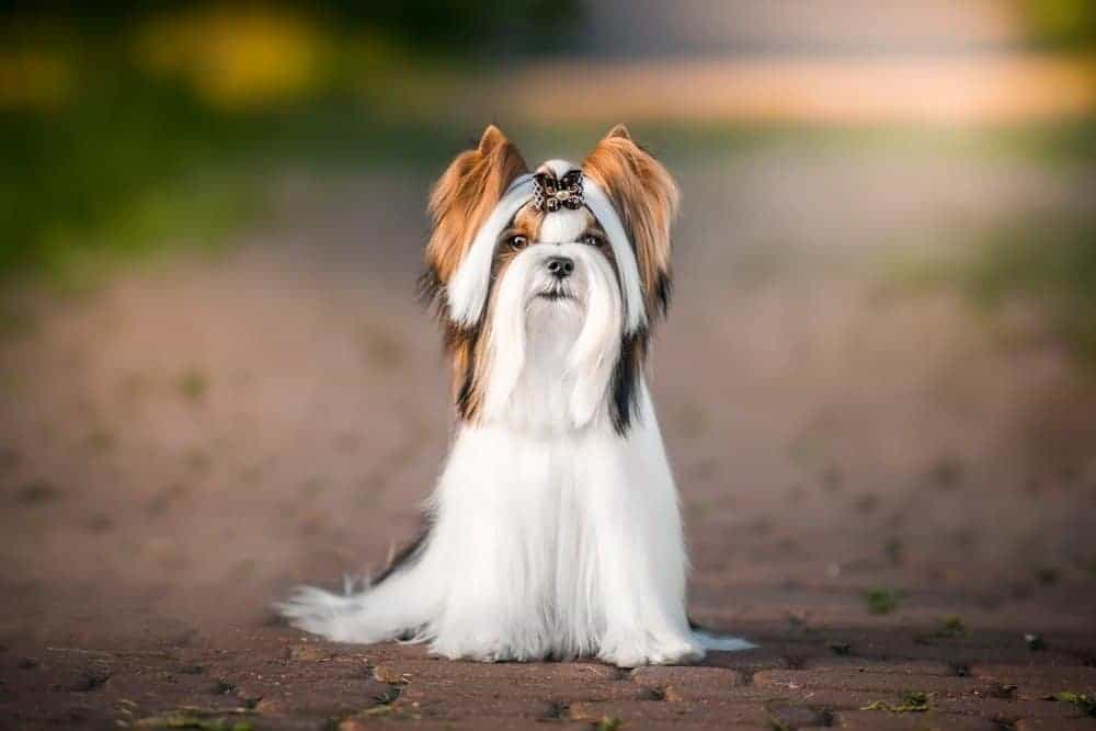 21. Biewer Terrier
