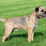 30. Border Terrier