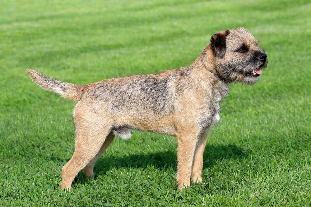 30. Border Terrier