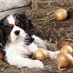 3. Cavalier King Charles Spaniel